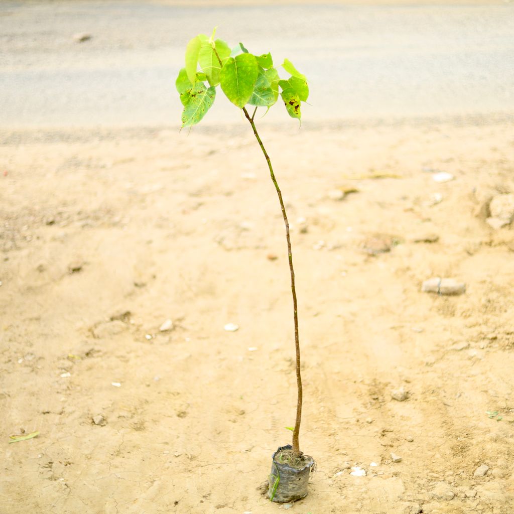 Buy Peepal (~ 4 To 5 Ft) in 4 Inch Nursery Bag Online | Urvann.com Peepal / Sacred Fig (~ 4 To 5 Ft) in 6 Inch Nursery Bag