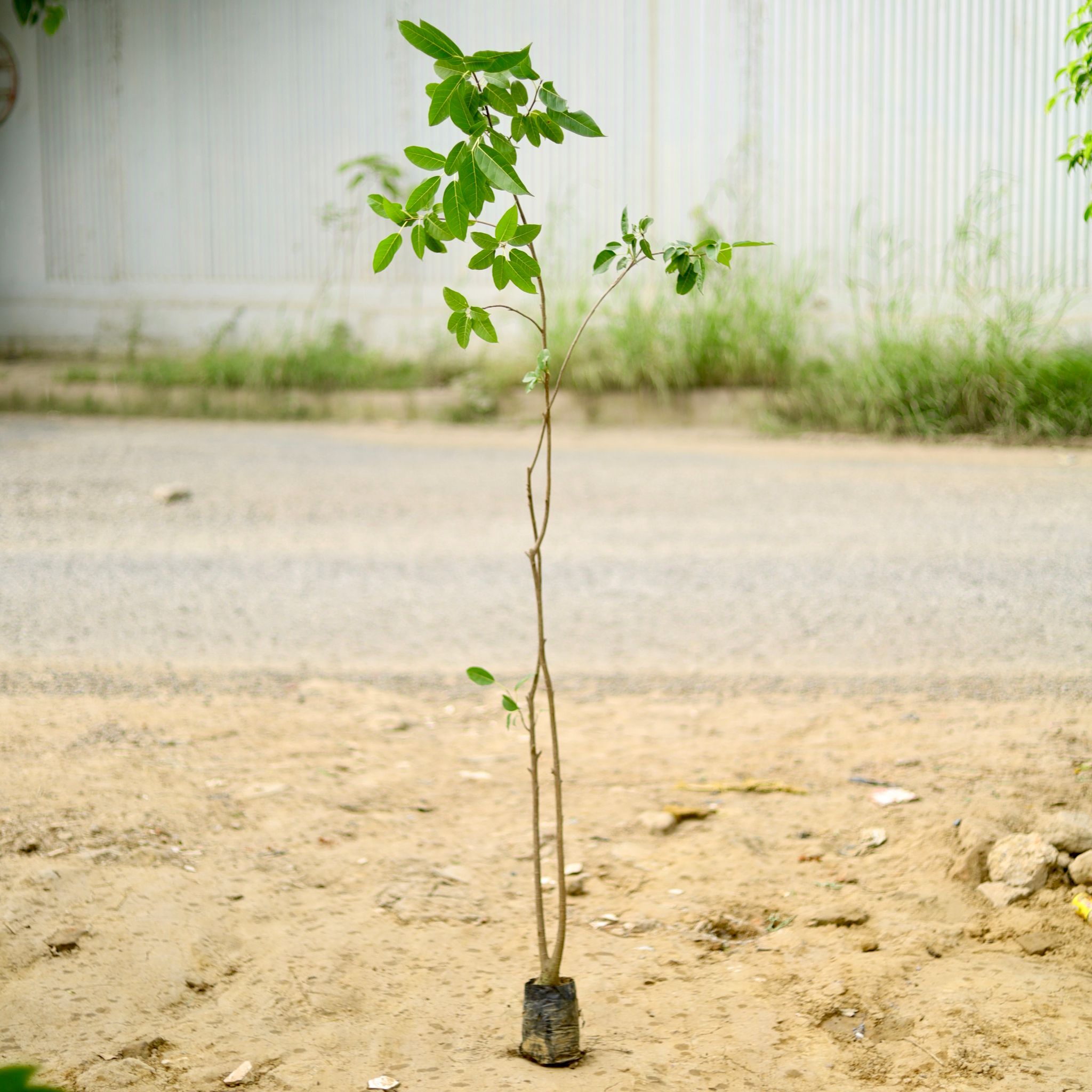 Ficus Virens / Pilkhan (~ 4 To 5 Ft) in 6 Inch Nursery Bag