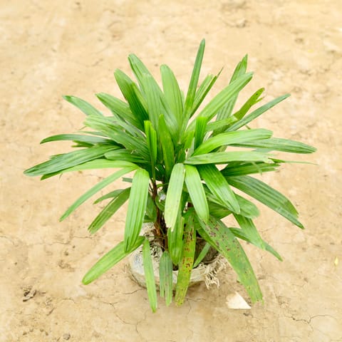 Raphis / Rhaphis Palm (~ 1 Ft) in 6 Inch Nursery Bag