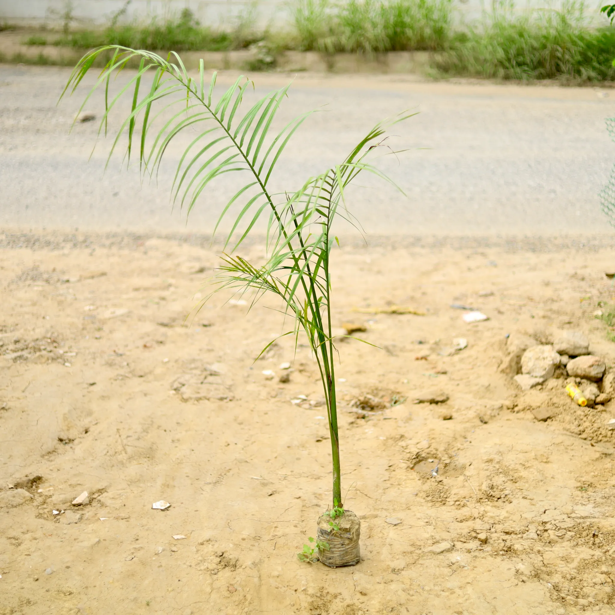Bottle Palm (~ 5 Ft) in 6 Inch Nursery Bag