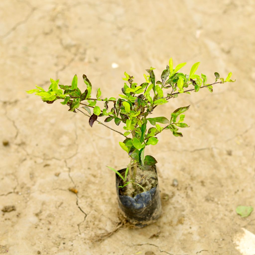 Buy Golden Duranta Small in 6 Inch Nursery Bag Online | Urvann.com Golden Duranta Small in 4 Inch Nursery Bag