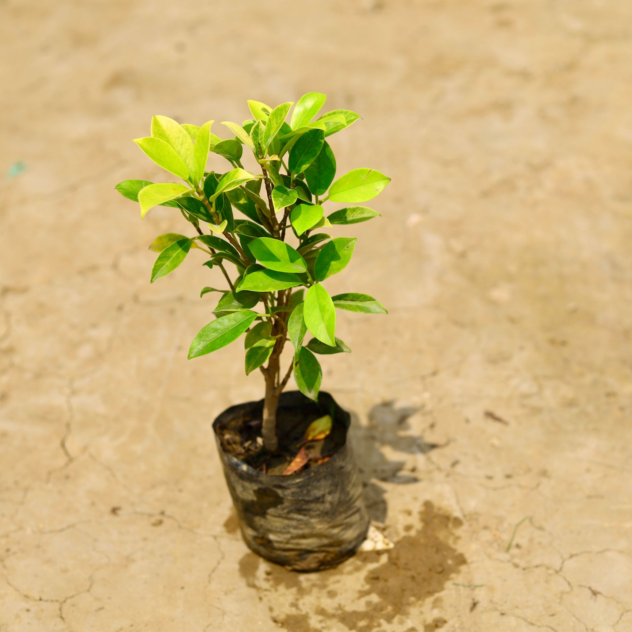 Ficus Panda (~ 1 Ft) in 4 Inch Nursery Bag
