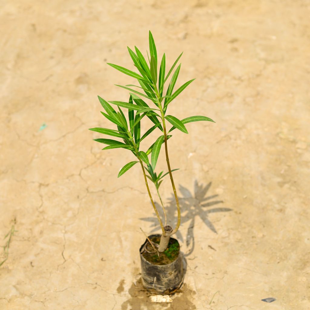 Kaner / Oleander (~ 1 Ft) (Any Colour) in 4 Inch Nursery Bag