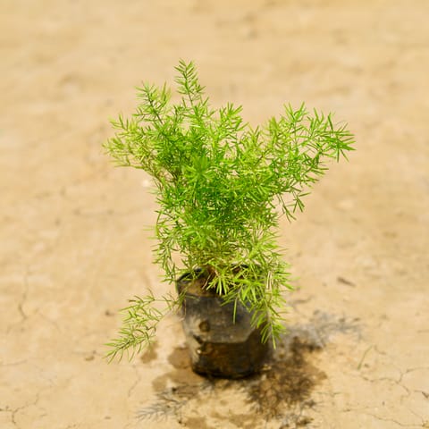 Asparagus in 4 Inch Nursery Bag