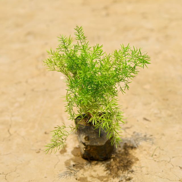 Asparagus in 4 Inch Nursery Bag