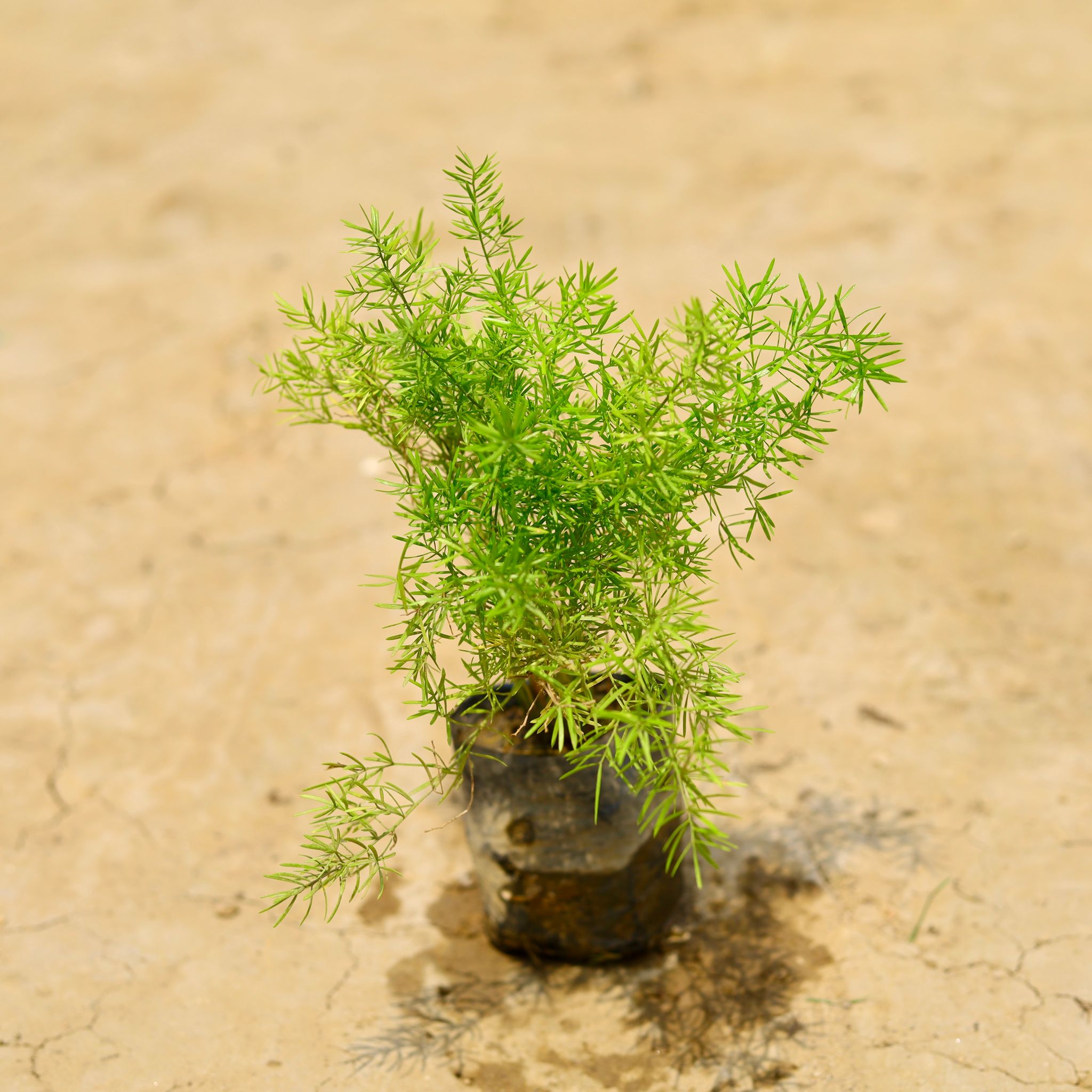 Asparagus in 4 Inch Nursery Bag