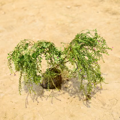 Buy Cuphea in 4 Inch Nursery Bag Online | Urvann.com