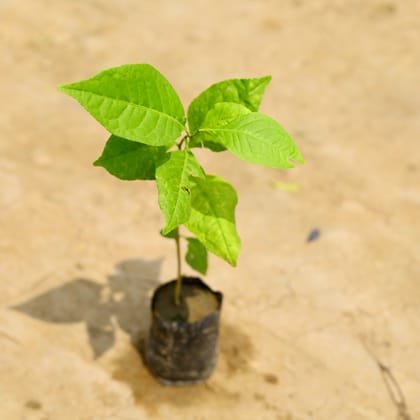 Buy Belpatra in 6 Inch Nursery Bag Online | Urvann.com