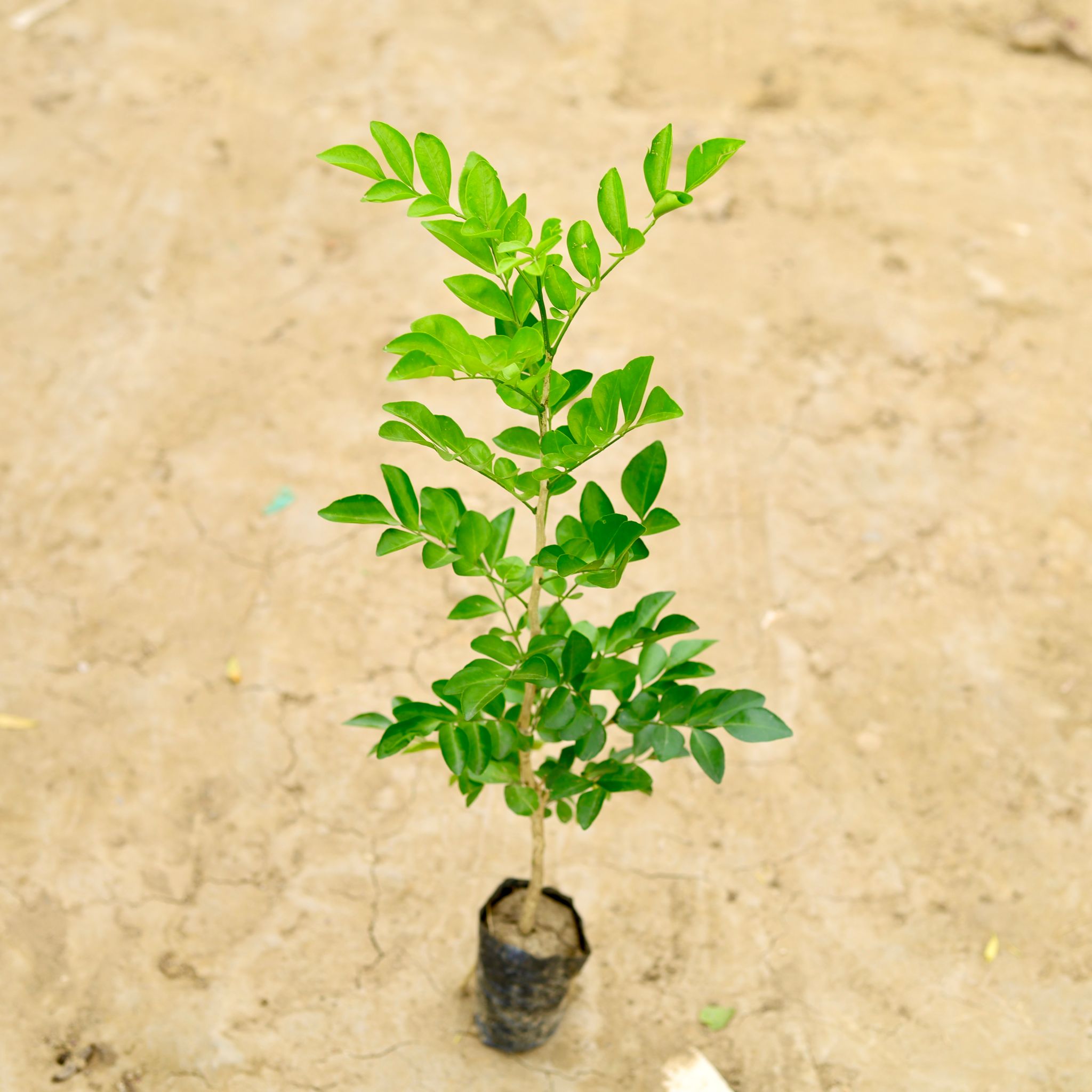 Murraya Desi (~ 1 Ft) in 6 Inch Nursery Bag