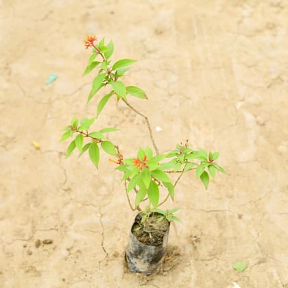 Buy Hamelia Dwarf (~ 1 Ft) in 6 Inch Nursery Bag Online | Urvann.com