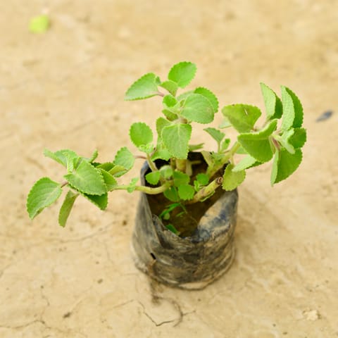 Ajwain in 6 Inch Nursery Bag