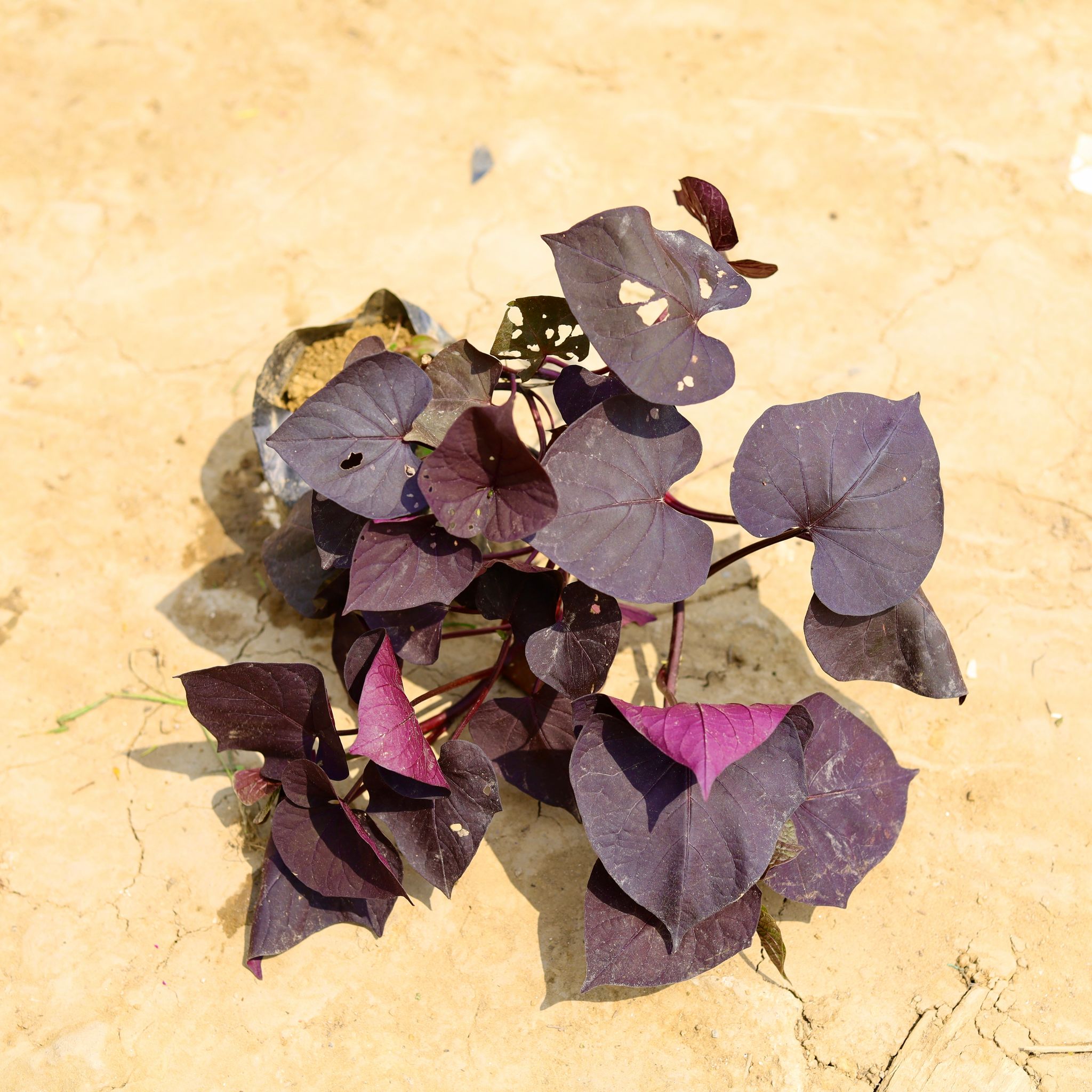 Ipomoea / Sweet Potato Vine in 6 Inch Nursery Bag