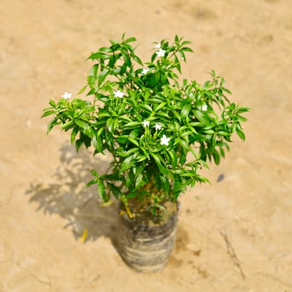 Buy Chandani Dwarf in 10 Inch Nursery Bag Online | Urvann.com