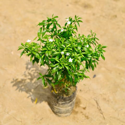 Chandni Dwarf in 10 Inch Nursery Bag