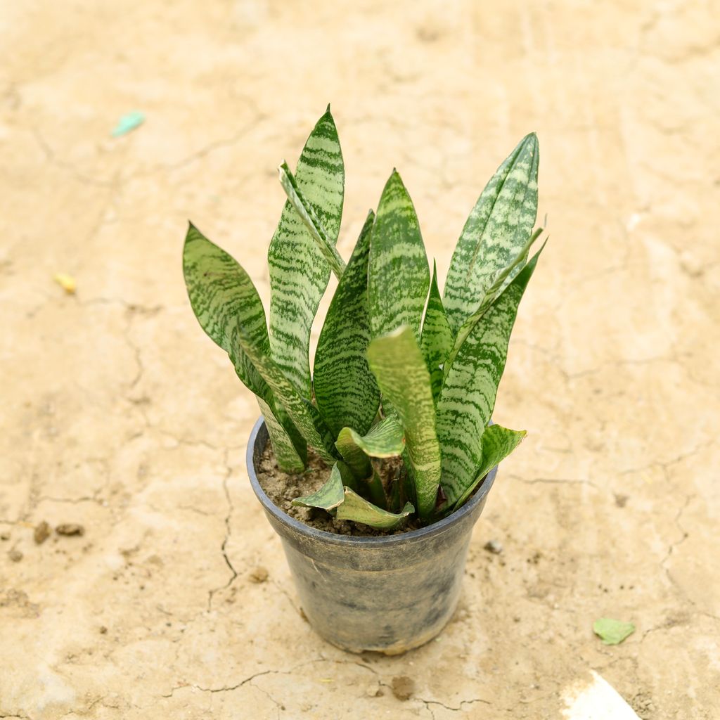 Snake Plant (~ 1 Ft) in 6 Inch Nursery Pot