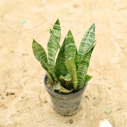 Buy Snake Plant (~ 1 Ft) in 6 Inch Nursery Pot Online | Urvann.com
