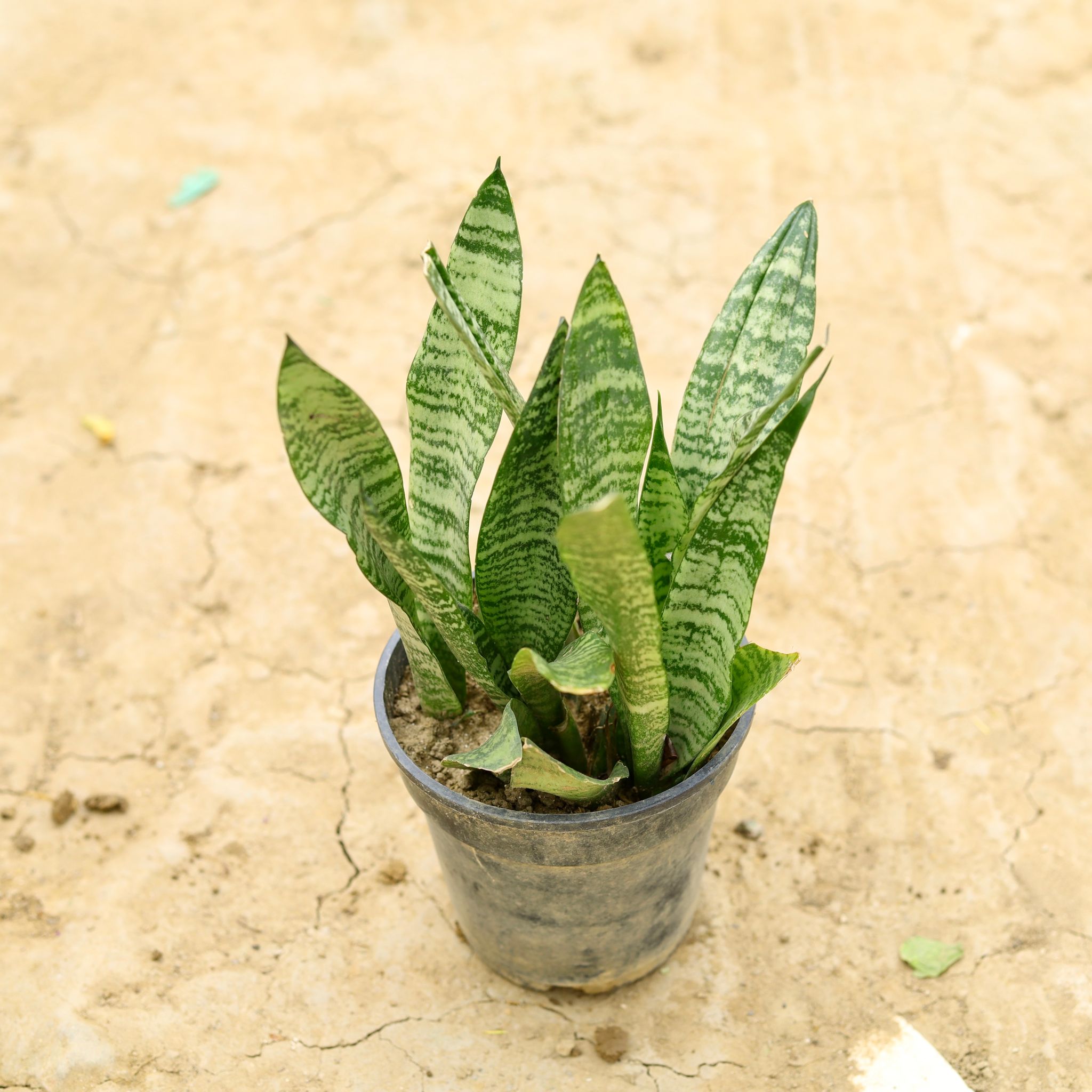 Snake Plant (~ 1 Ft) in 6 Inch Nursery Pot