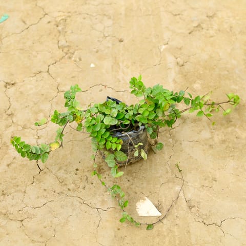 Ficus Pumila / Climbing Fig in 6 Inch Nursery Bag