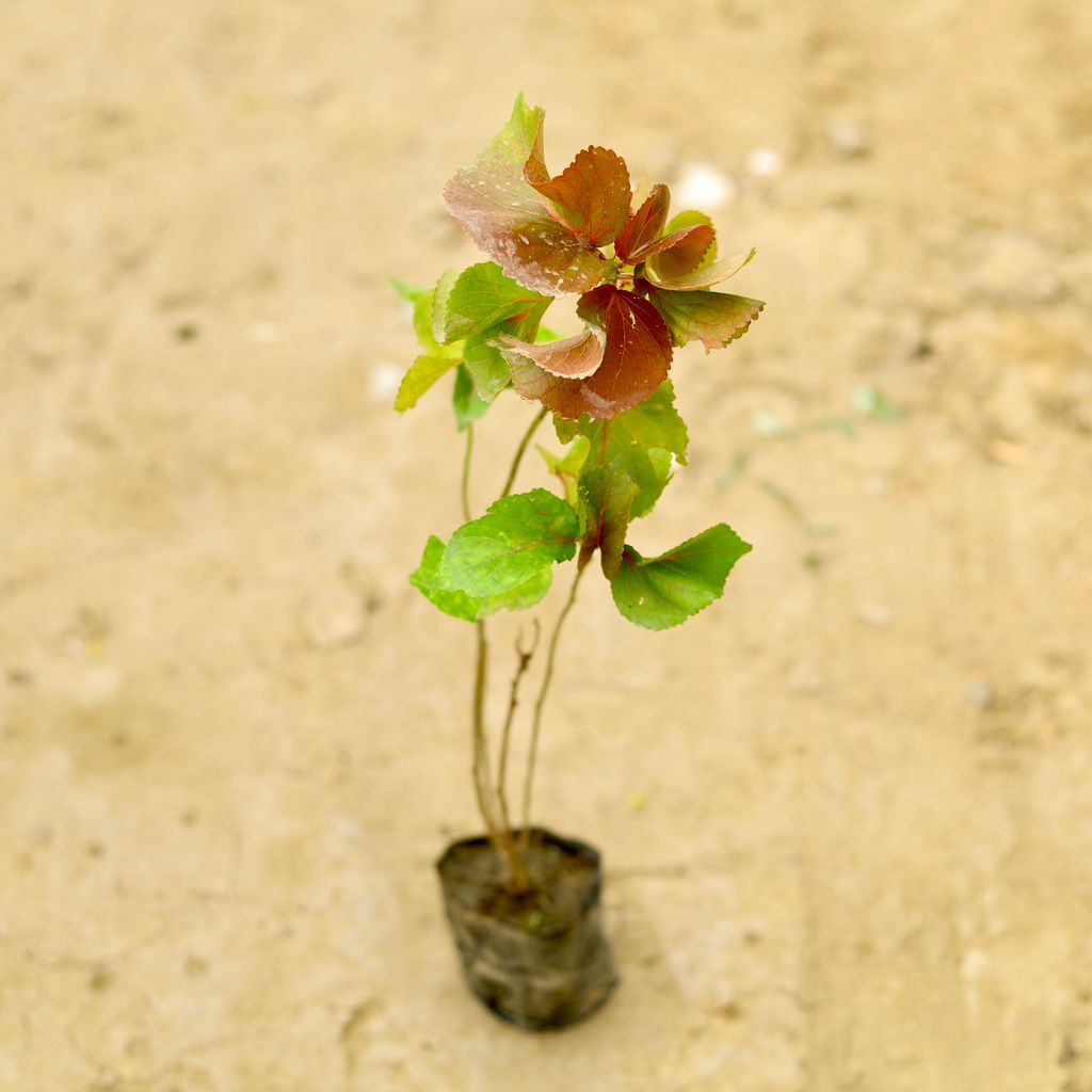Buy Acalypha (~ 2 Ft) in 4 Inch Nursery Bag Online | Urvann.com Acalypha (~ 2 Ft) in 4 Inch Nursery Bag