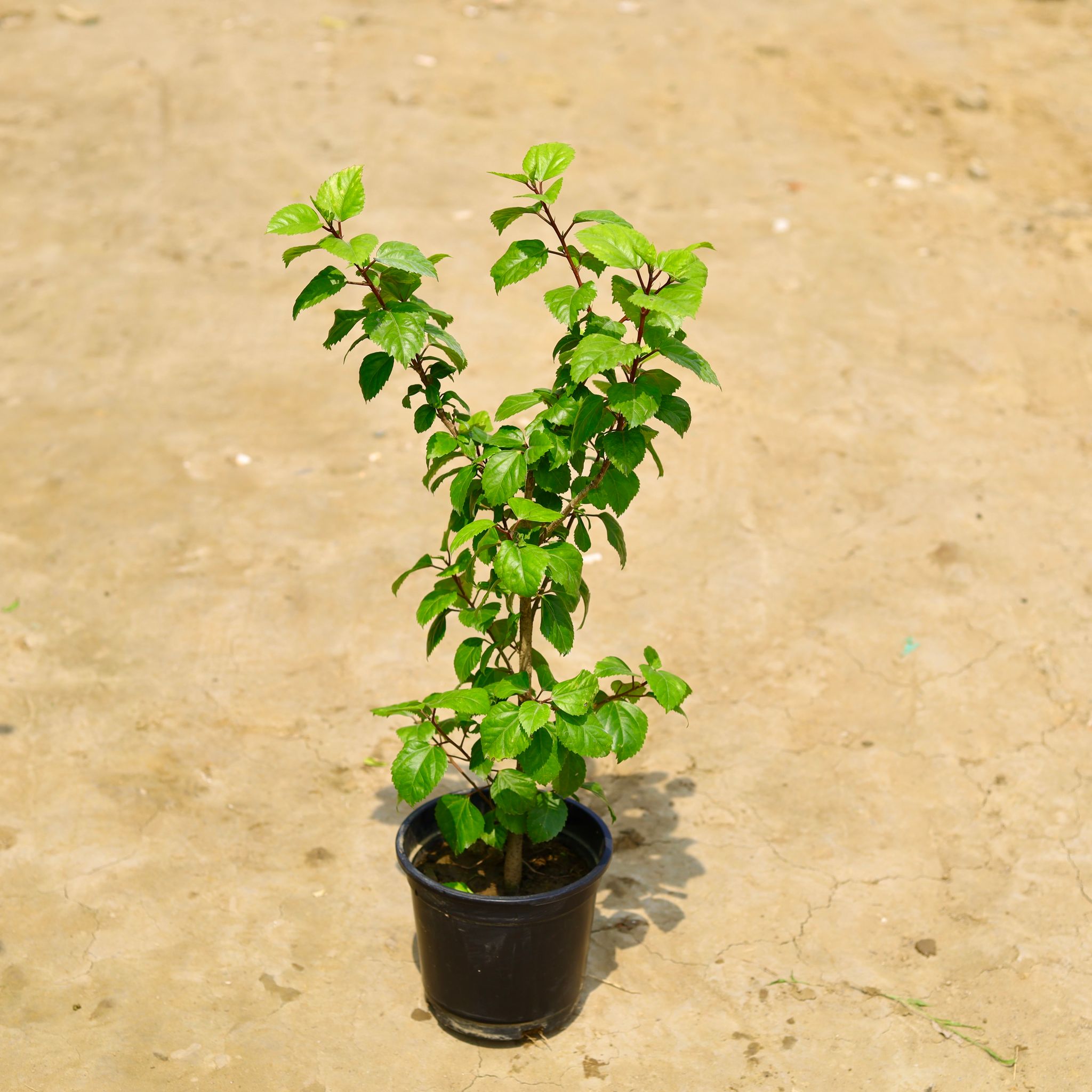 Hibiscus / Gudhal (Any Colour) in 6 Inch Nursery Pot
