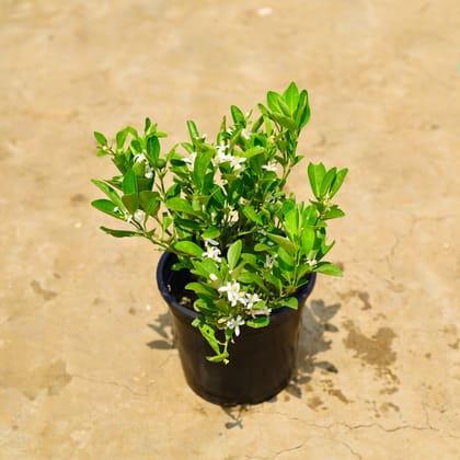 Buy China Orange in 8 Inch Nursery Pot Online | Urvann.com