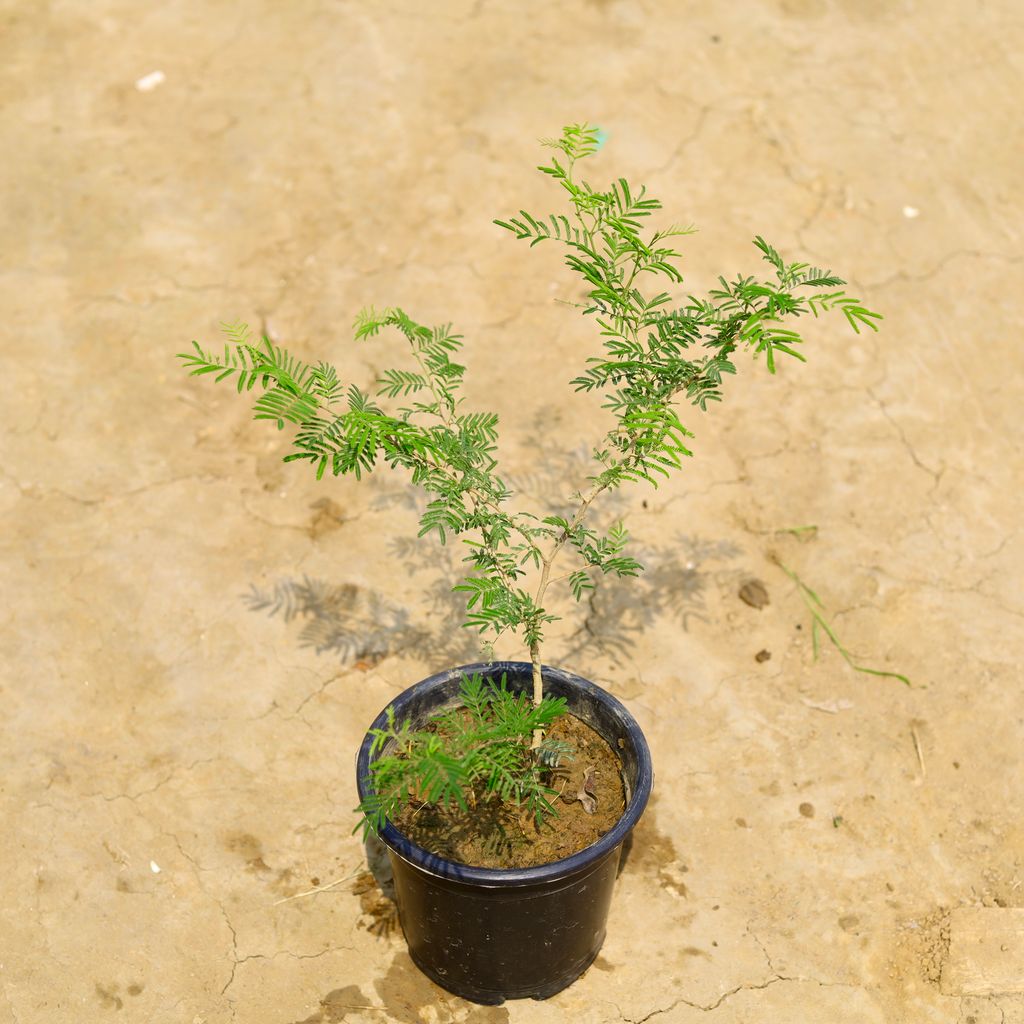Shami in 6 Inch Nursery Pot