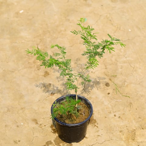 Shami in 6 Inch Nursery Pot