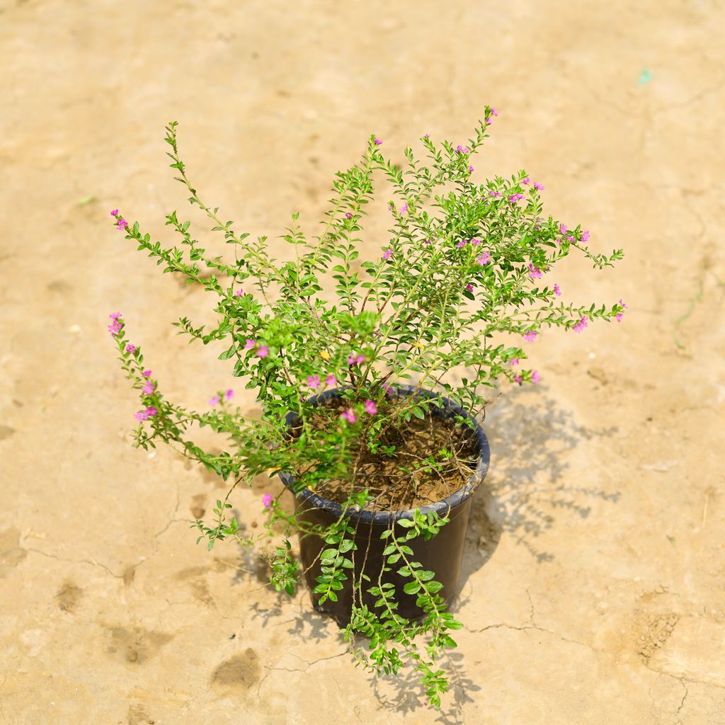Buy Cuphea in 6 Inch Nursery Pot Online | Urvann.com Cuphea / False Heather (Any Colour) in 6 Inch Nursery Pot