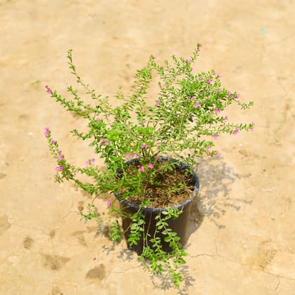 Buy Cuphea in 6 Inch Nursery Pot Online | Urvann.com