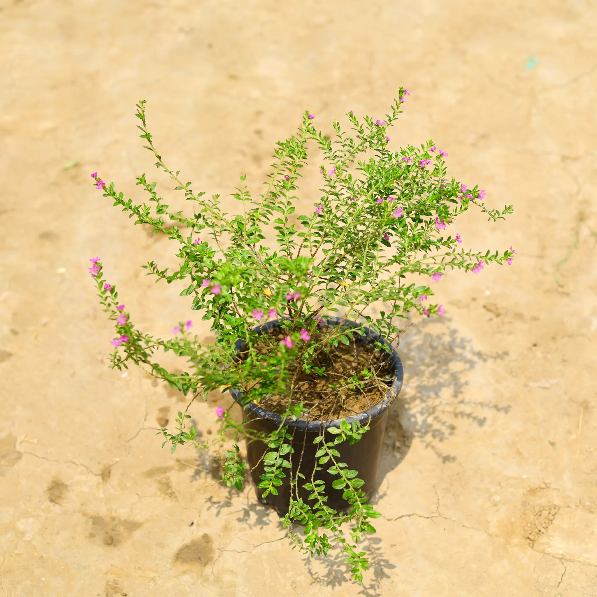 Cuphea / False Heather (Any Colour) in 6 Inch Nursery Pot