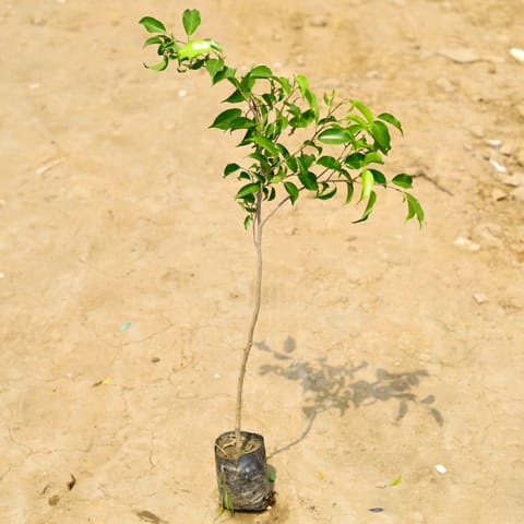 Ficus Benjamina (~ 2 Ft) in 6 Inch Nursery Bag