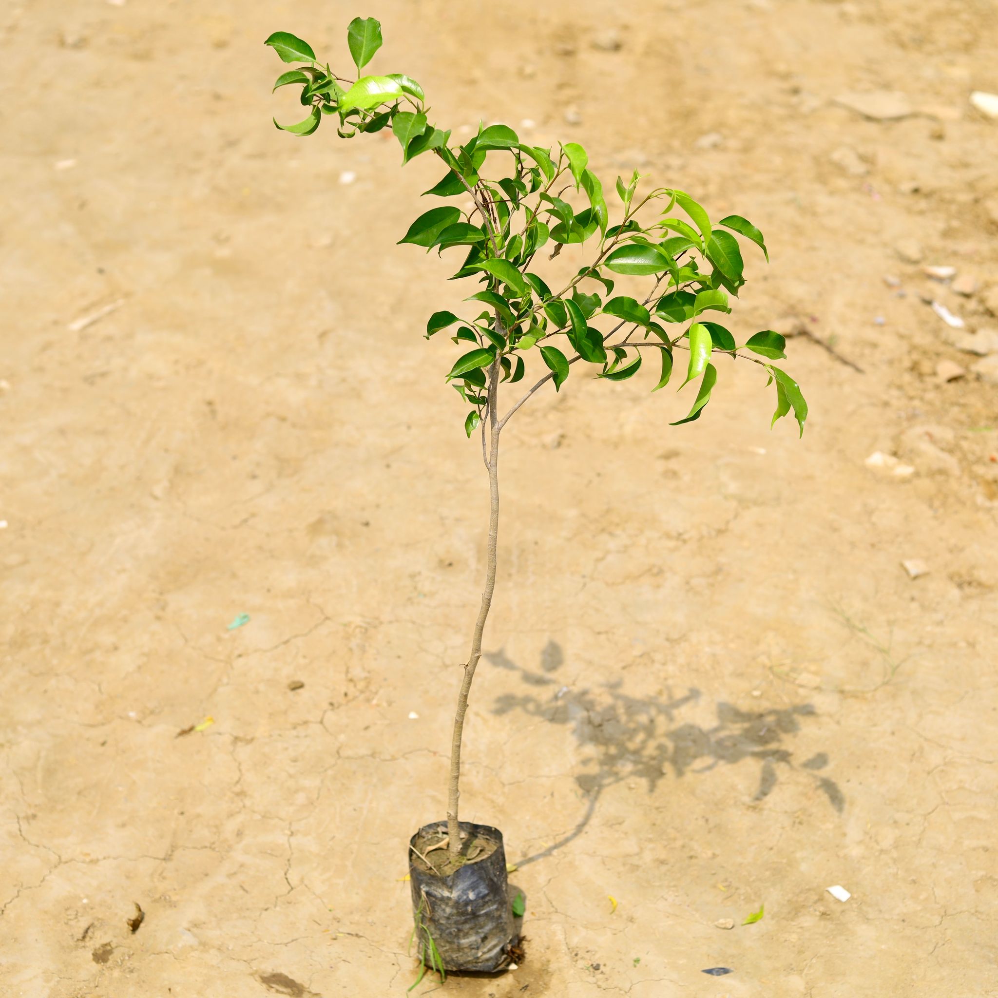 Ficus Benjamina (~ 2 Ft) in 6 Inch Nursery Bag