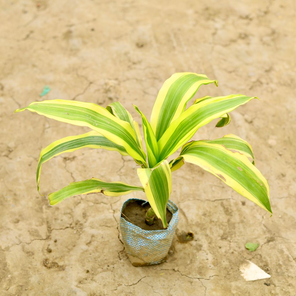 Buy Dracena Victoria in 6 Inch Nursery Bag Online | Urvann.com Dracaena Victoria in 6 Inch Nursery Bag
