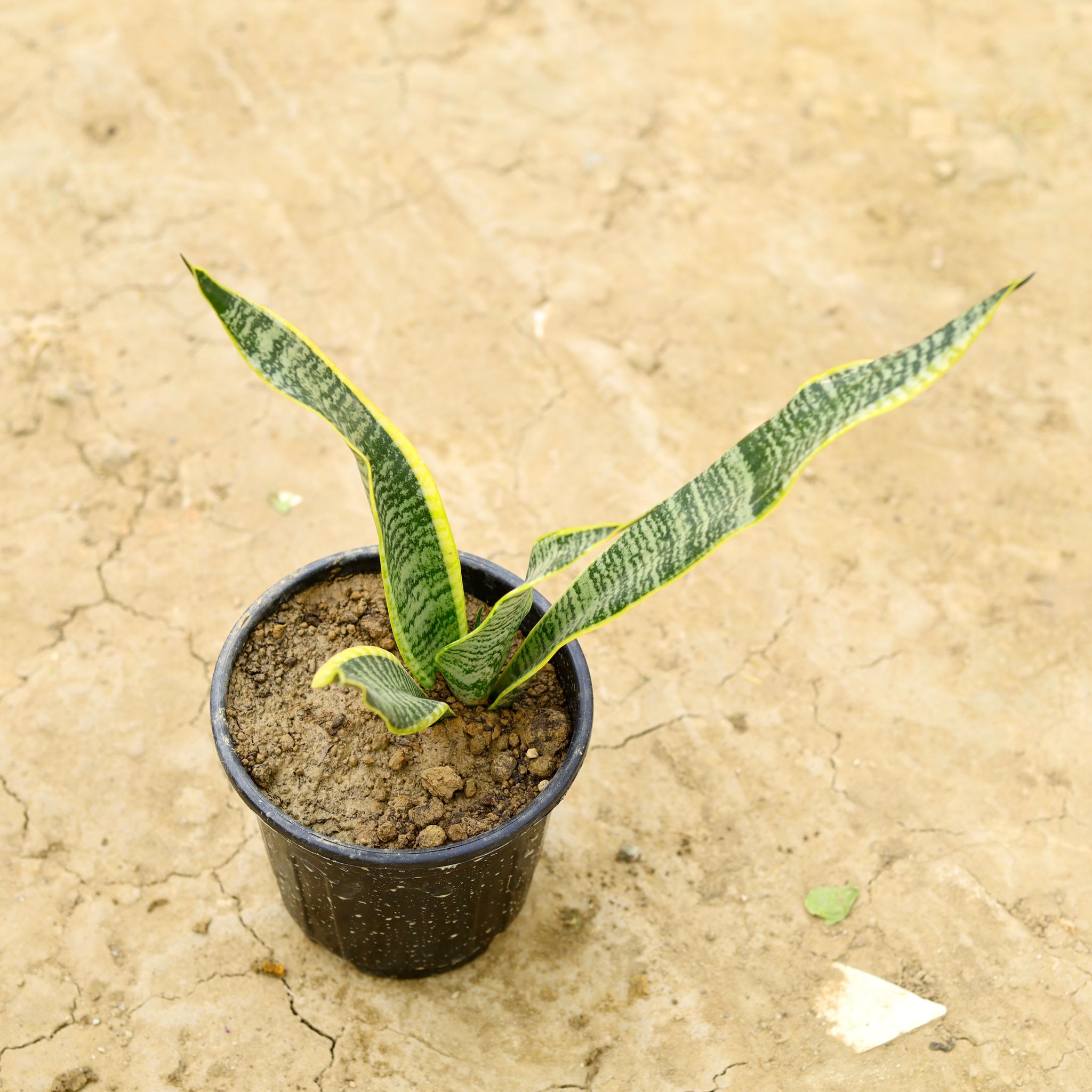 Snake Yellow in 5 Inch Nursery Pot