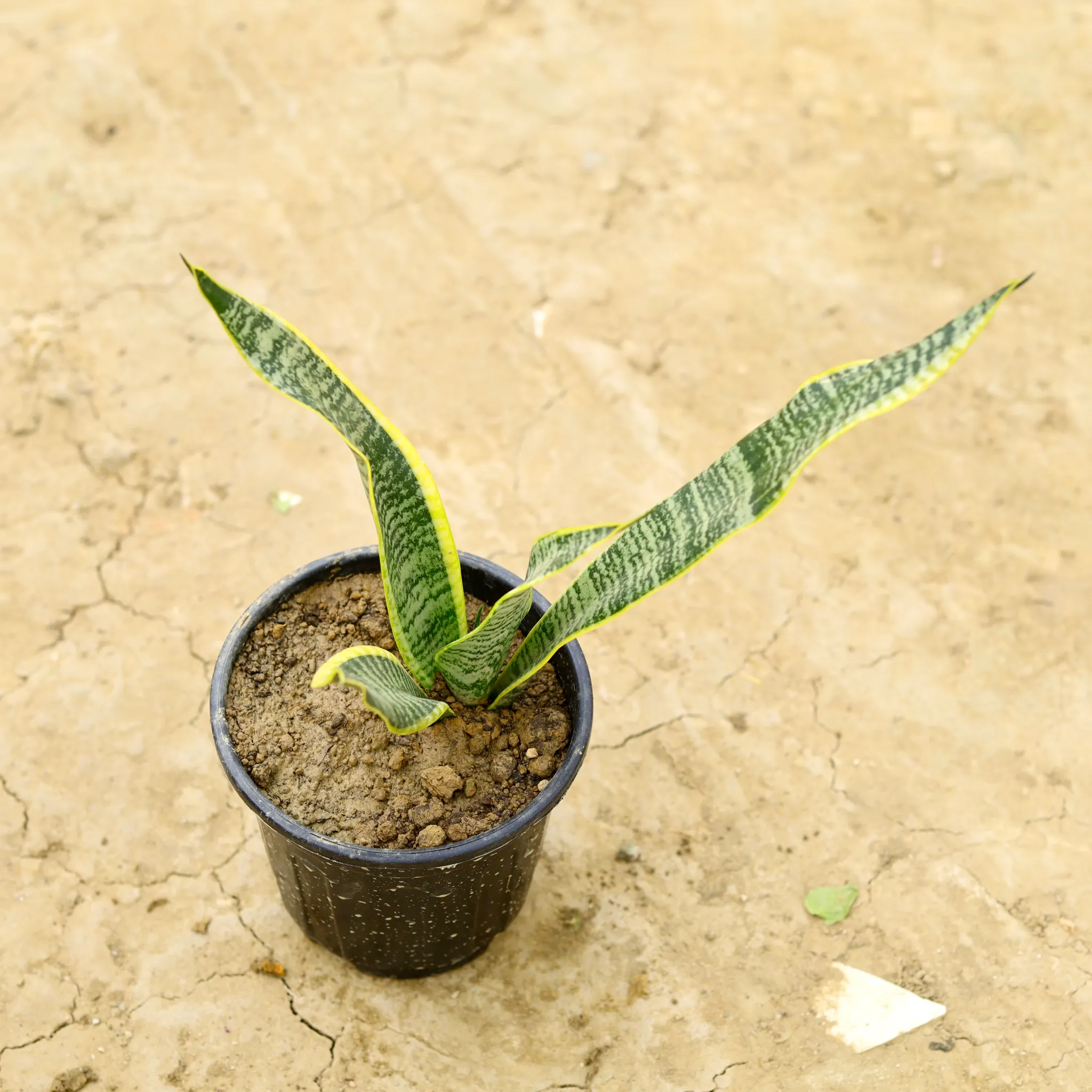 Snake Yellow in 5 Inch Nursery Pot