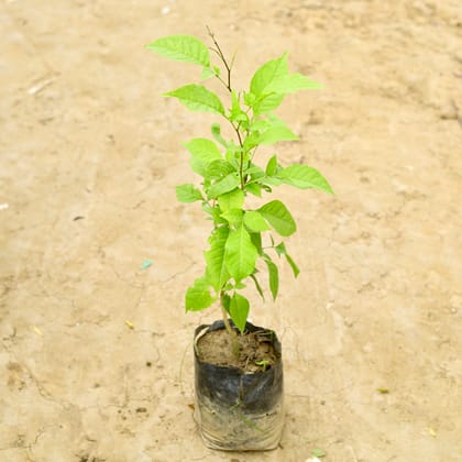 Buy Bell Patra (~ 2 Ft) in 6 Inch Nursery Bag Online | Urvann.com
