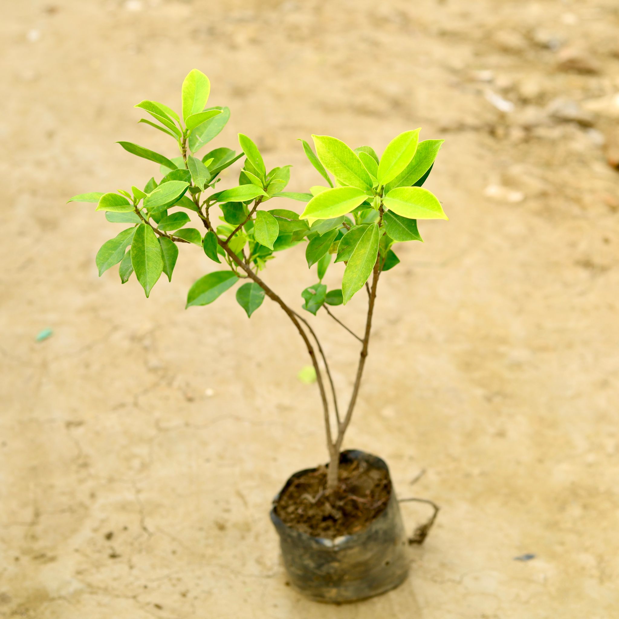 Ficus Panda (~ 1 Ft) in 6 Inch Nursery Bag