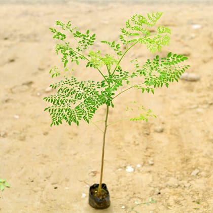 Buy Moringa (~ 2 Ft) in 4 Inch Nursery Bag Online | Urvann.com