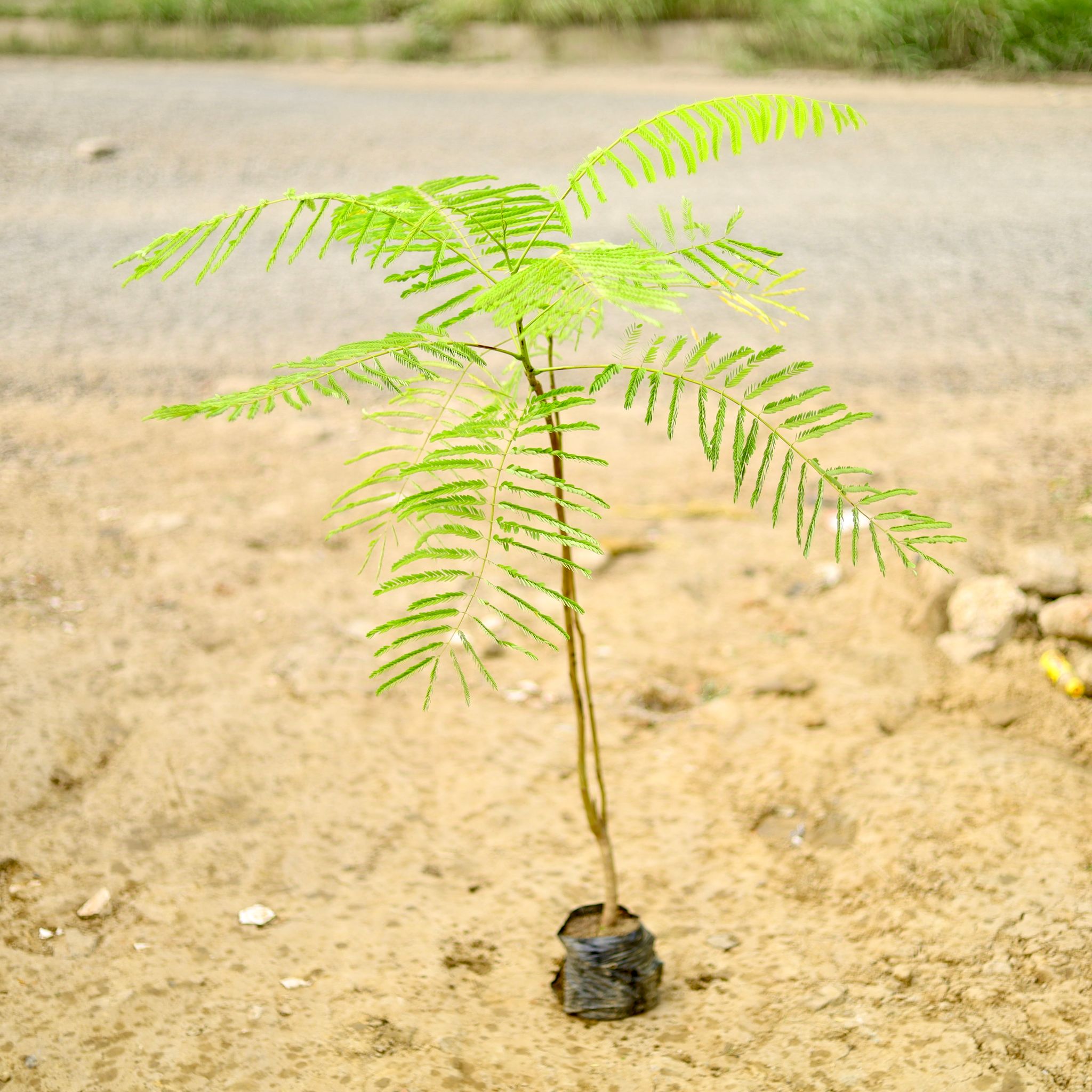 Royal Poincian / Gulmohar (~ 4 To 5 Ft) in 6 Inch Nursery Bag