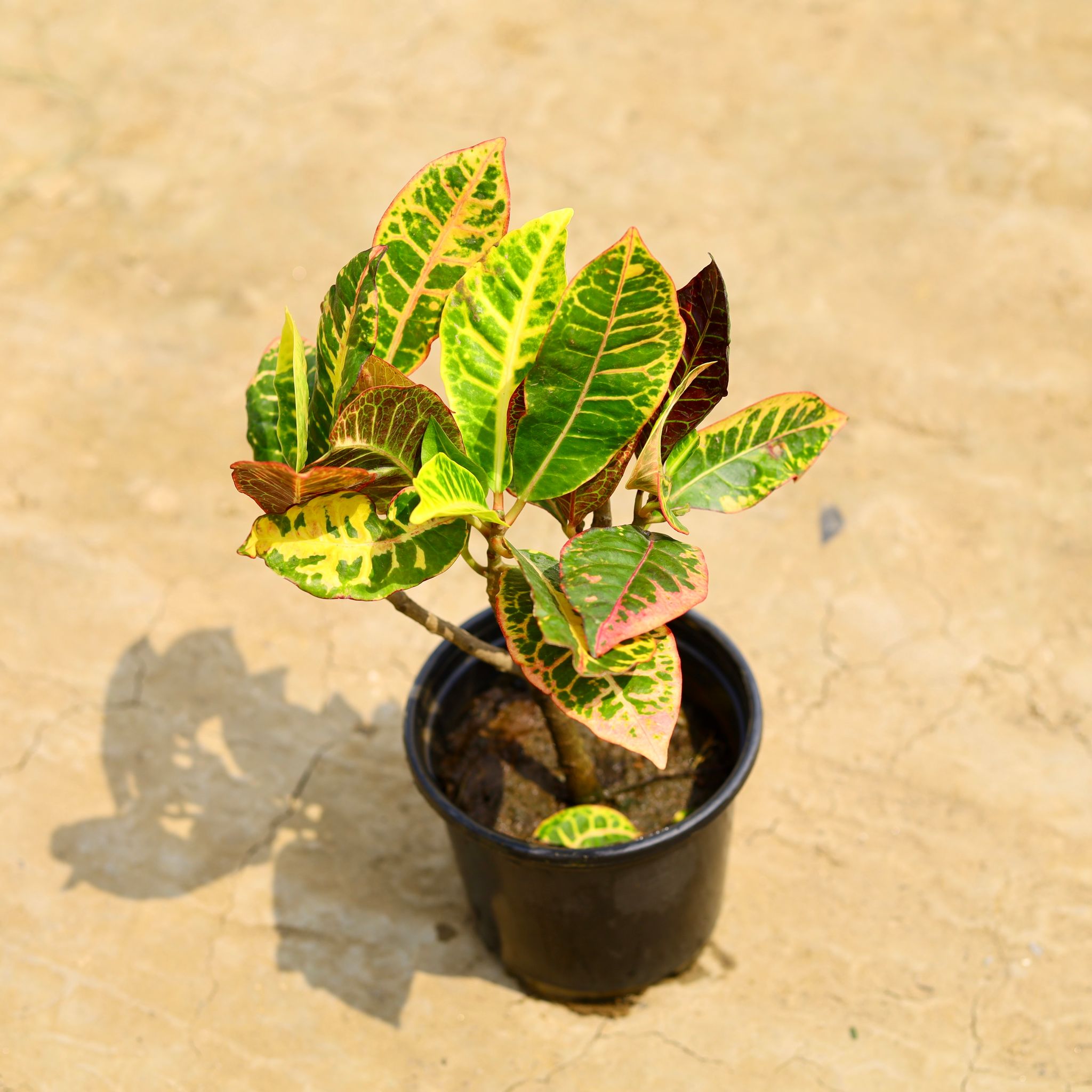 Croton Petra in 6 Inch Nursery Pot