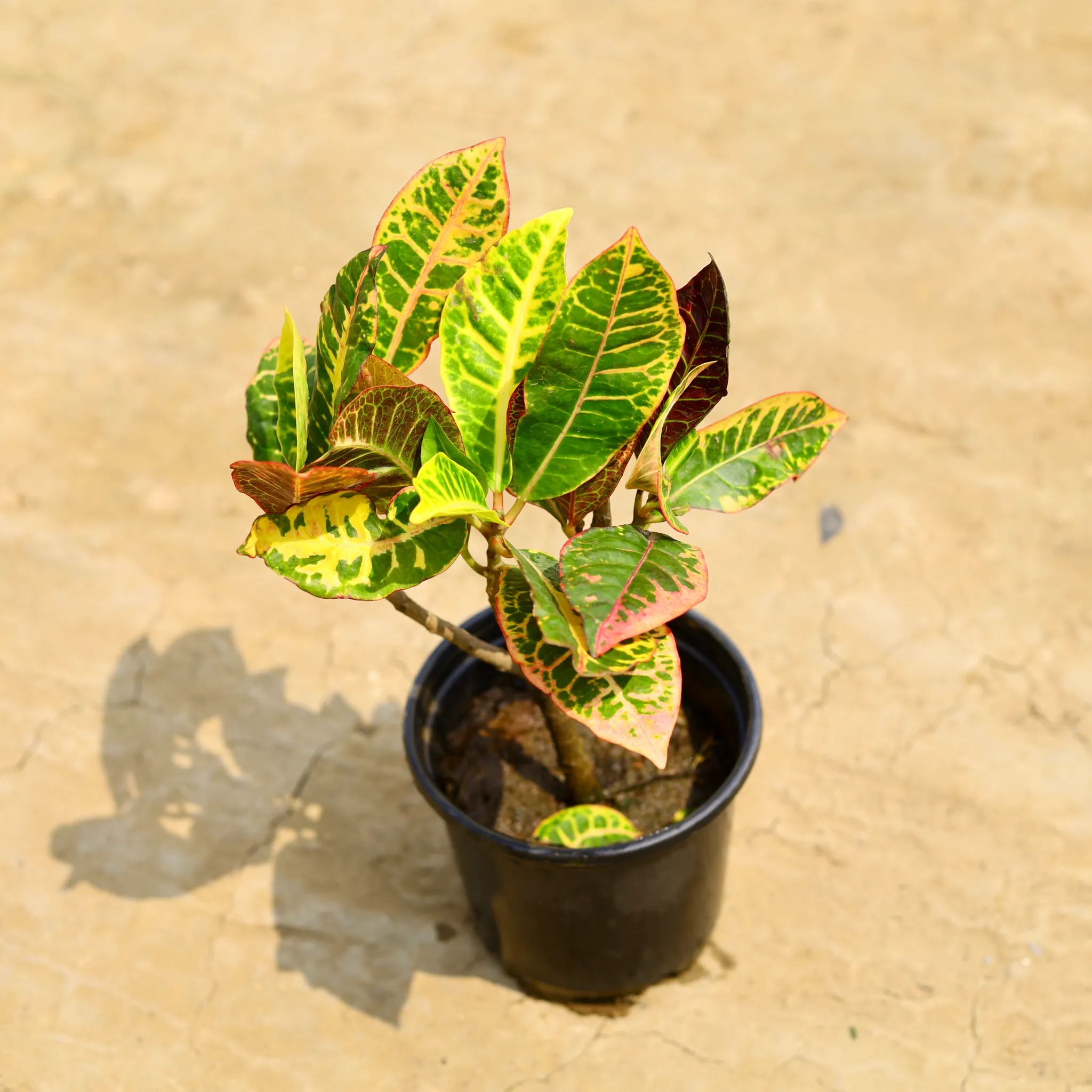 Croton Petra in 6 Inch Nursery Pot