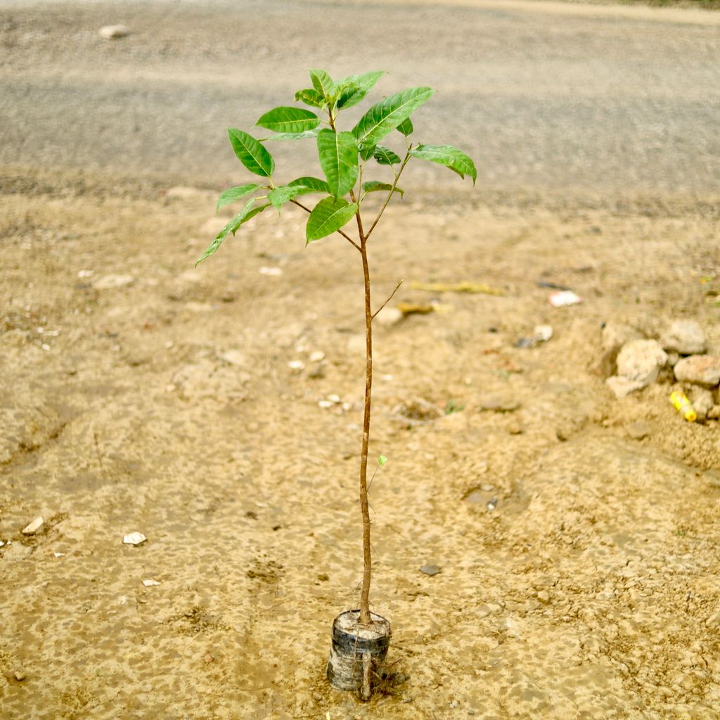 Buy Ficus Virens / Pilkhan (~ 4 To 5 Ft) in 6 Inch Nursery Bag Online | Urvann.com Ficus Virens / Pilkhan (~ 4 To 5 Ft) in 6 Inch Nursery Bag