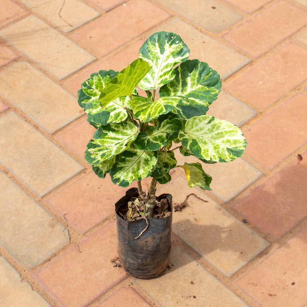 Buy Aralia Polyscias in 4 Inch Nursery Bag Online | Urvann.com Aralia Polyscias in 4 Inch Nursery Bag