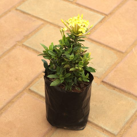 Ixora (any colour) in 4 Inch Nursery Bag