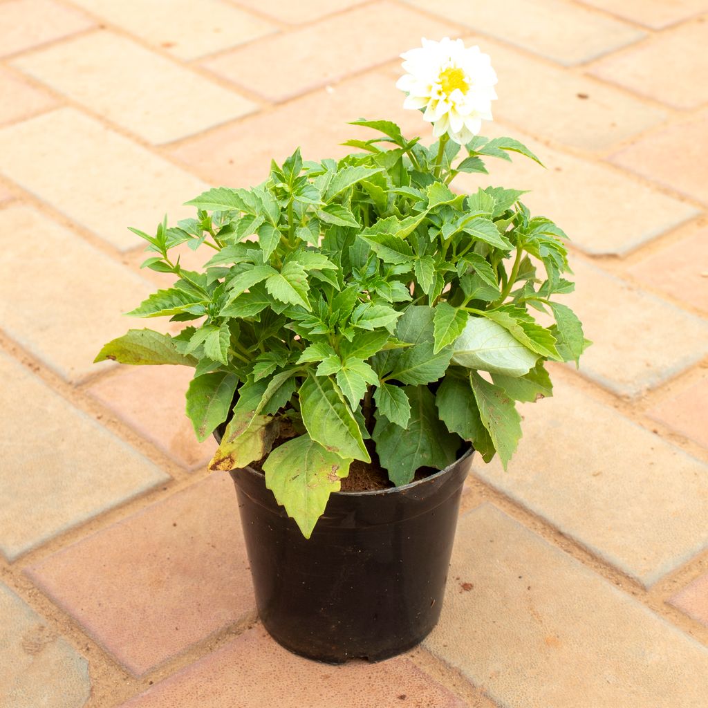 Buy Dahlia White in 5 Inch Nursery Pot Online | Urvann.com Dahlia White in 5 Inch Nursery Pot