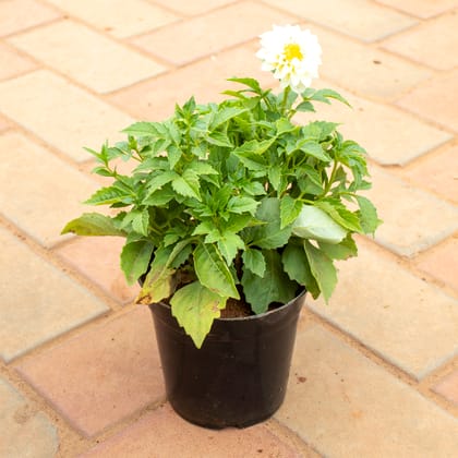 Buy Dahlia White in 5 Inch Nursery Pot Online | Urvann.com