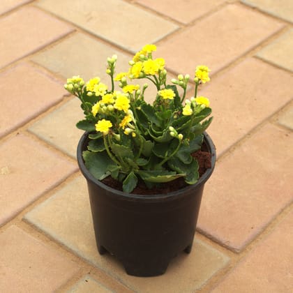 Buy Kalanchoe Yellow Succulent in 4 Inch Nursery Pot Online | Urvann.com