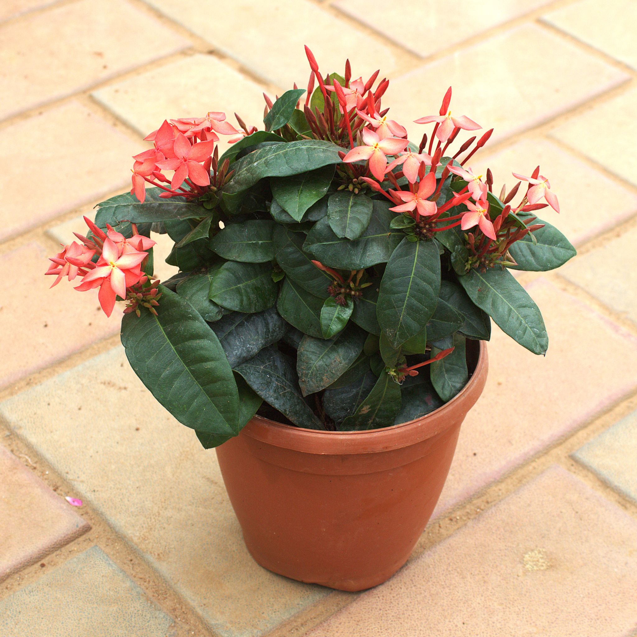 Ixora Red in 5 Inch Nursery Pot