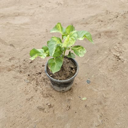 Buy Acalypha Curly Leaf in 4 Inch Nursery Pot Online | Urvann.com