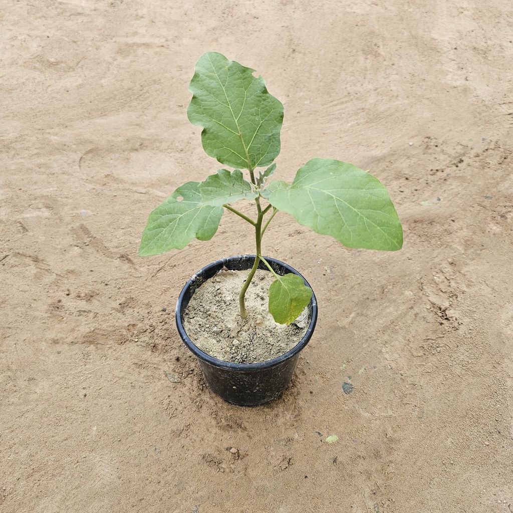 Buy Baigan / Brinjal Plant in 6 inch Nursery Pot Online | Urvann.com Baigan / Brinjal Plant in 6 inch Nursery Pot